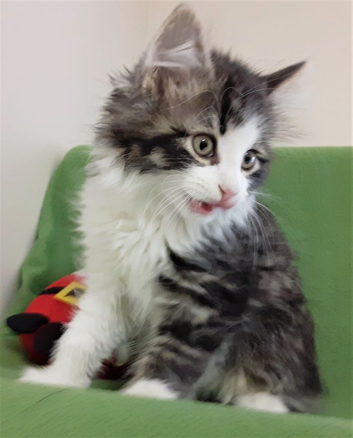 Adoptable Pet of the Week – Lollipop – Sunny 106 FM