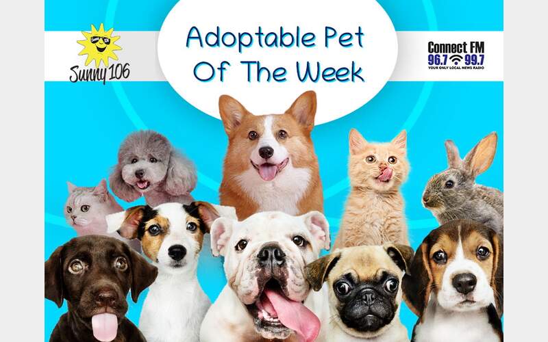 Adoptable Pet of the Week-Lily