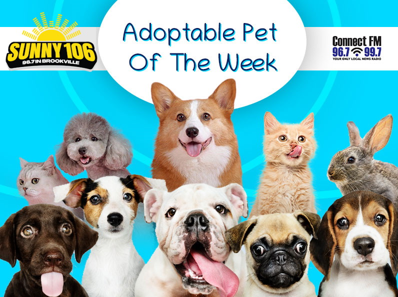 Adoptable Pet of the Week – Atlas