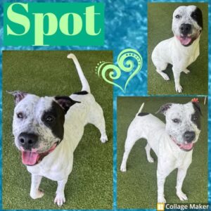 Adoptable Pet of the Week - Spot